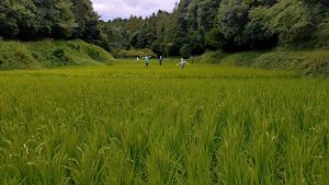 新治 谷戸田